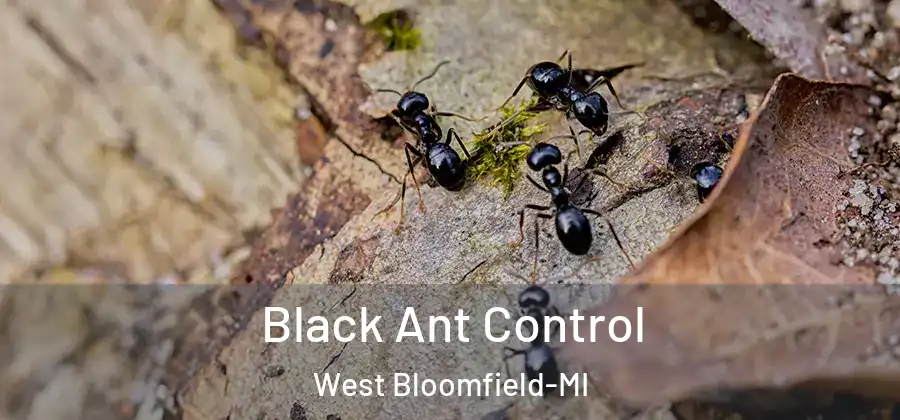 Black Ant Control West Bloomfield-MI