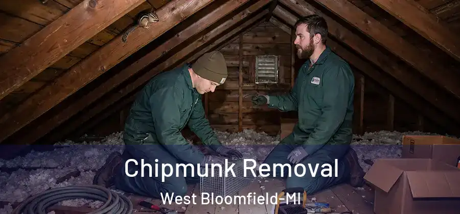  Chipmunk Removal West Bloomfield-MI