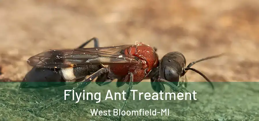 Flying Ant Treatment West Bloomfield-MI