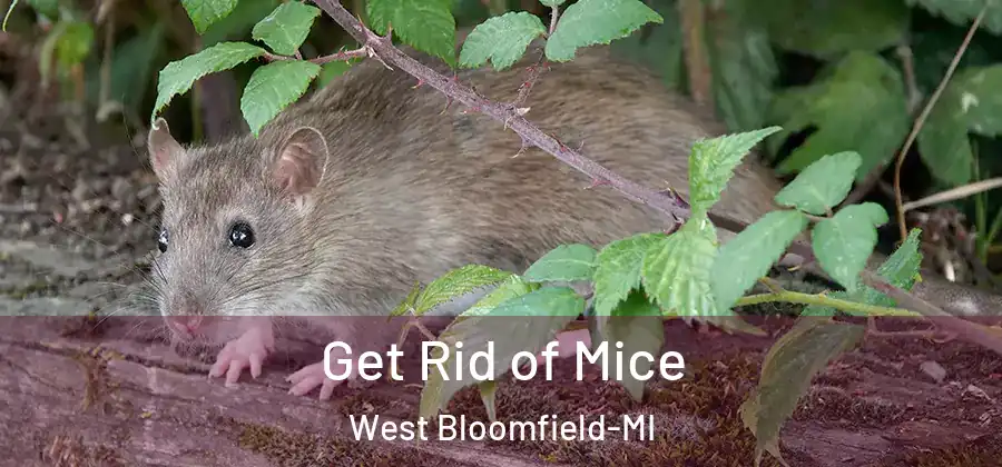 Get Rid of Mice West Bloomfield-MI