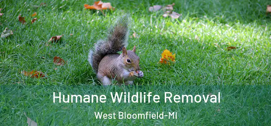 Humane Wildlife Removal West Bloomfield-MI
