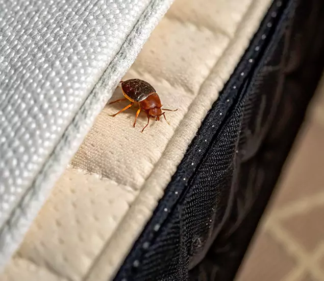 Bed Bug Exterminator Experts You Can Trust in West Bloomfield, MI
