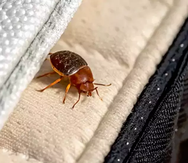 Trusted Bed Bug Prevention Specialists in West Bloomfield, MI