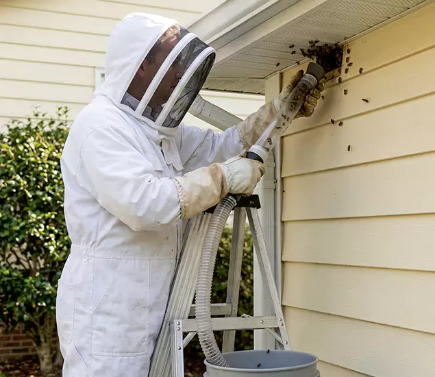 Your Affordable Bee Removal Company in West Bloomfield, MI