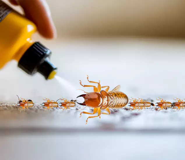 Reliable Bora Care Termite Experts in West Bloomfield, MI