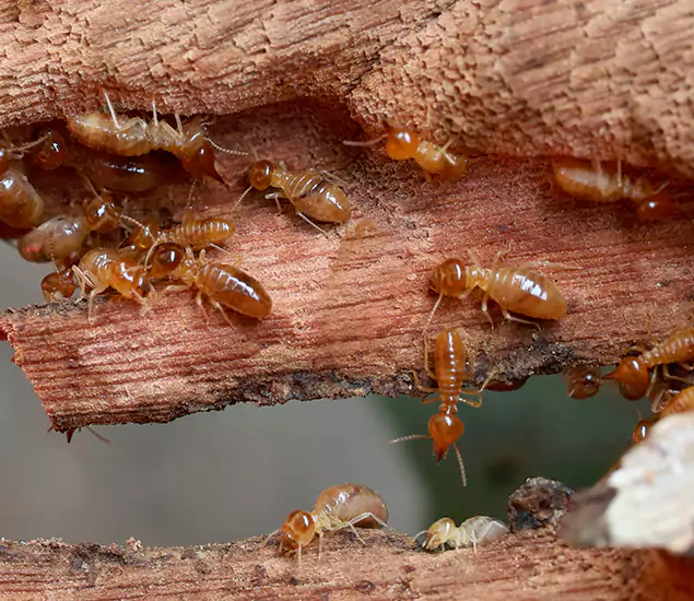 About Our Drywood Termite Treatment Experts in West Bloomfield, MI