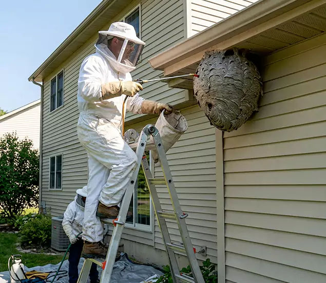 Expert Wasp Nest Removal: Your Local Wasp Nest Removal Company in West Bloomfield, MI