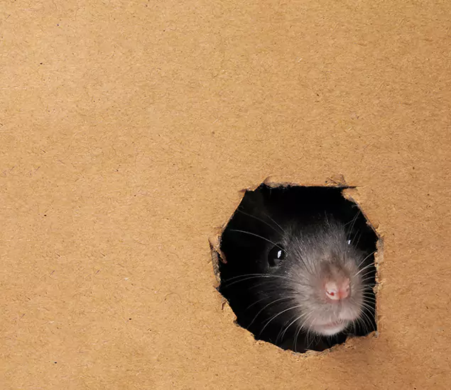 Rats in Attic Removal Experts in West Bloomfield, MI