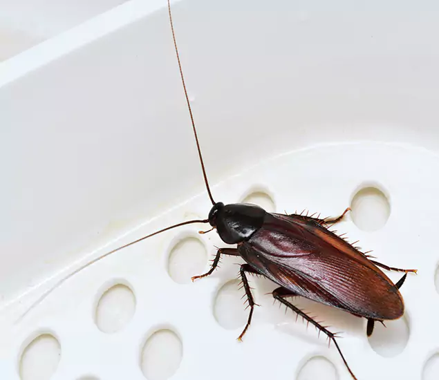 Trusted Cockroach Exterminator: Your Roach Control Services in West Bloomfield, MI