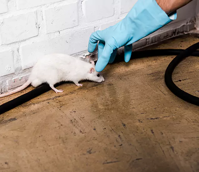Your Pest Control Partner in West Bloomfield, MI