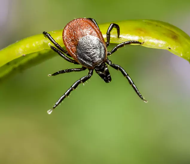 Your Trusted Tick Pest Control in West Bloomfield, MI
