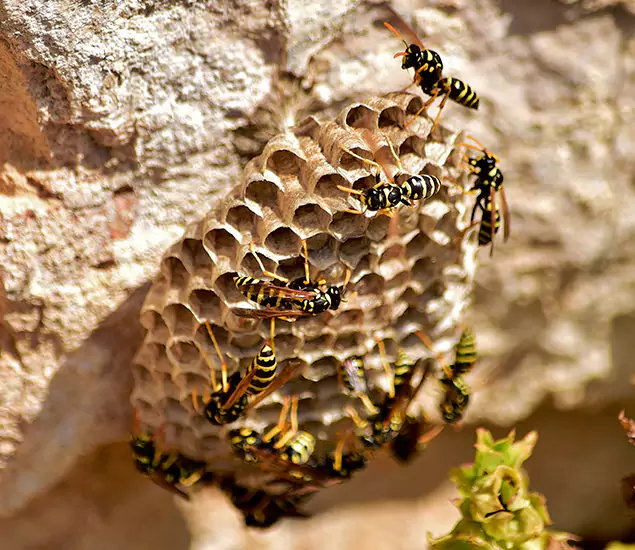 Your Best Wasp Removal Company in West Bloomfield, MI