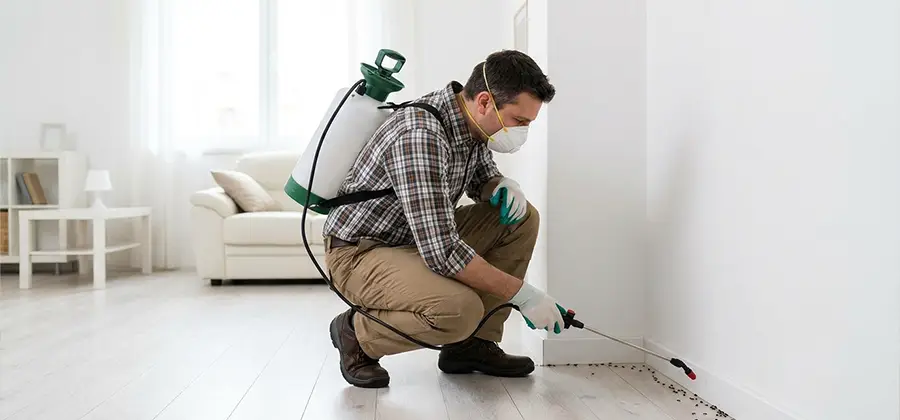 Seasonal Ant Infestation Control in West Bloomfield