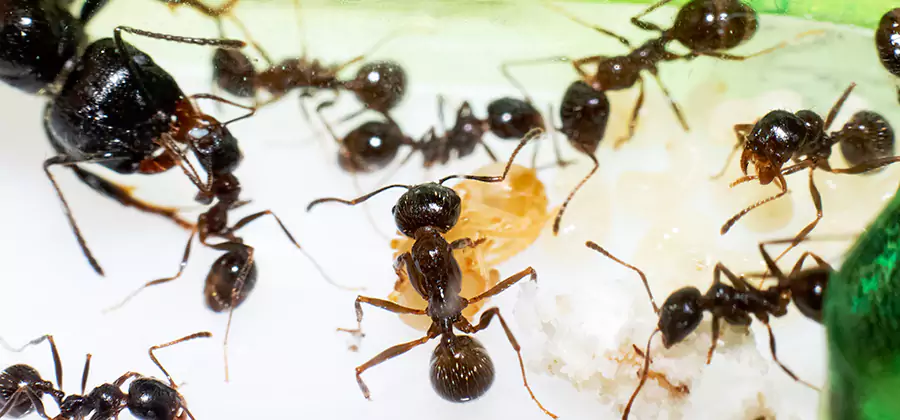 Argentine Ant Barrier Treatment in West Bloomfield