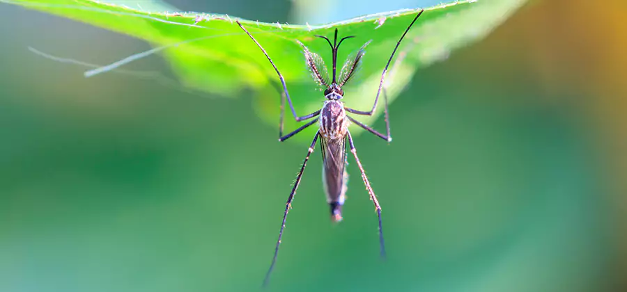 Natural Mosquito Spray for Yard in West Bloomfield
