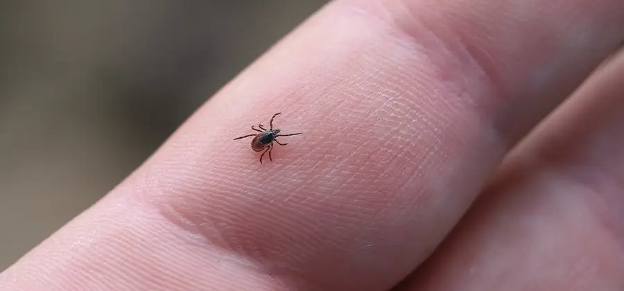 Infection Prevention for Bed Bug Bites in West Bloomfield
