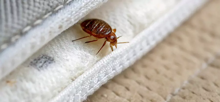Tenting Bed Bug Fumigation in West Bloomfield