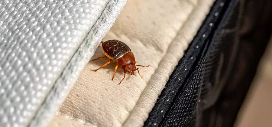 Commercial Bed Bug Control in West Bloomfield
