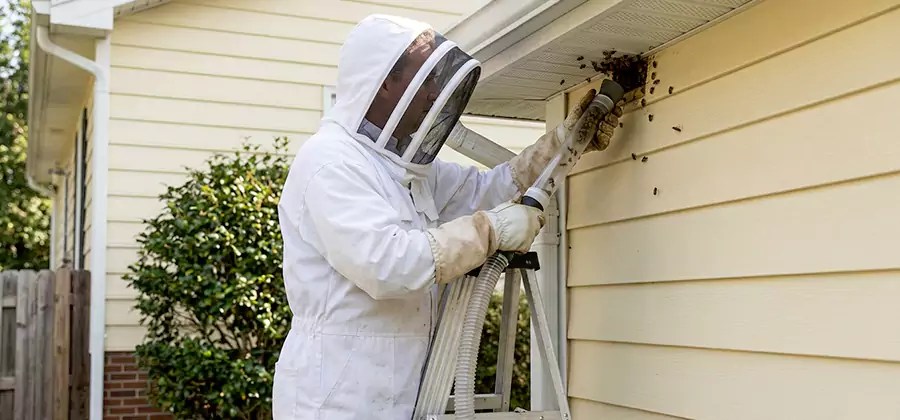 Ground Bee Removal in West Bloomfield