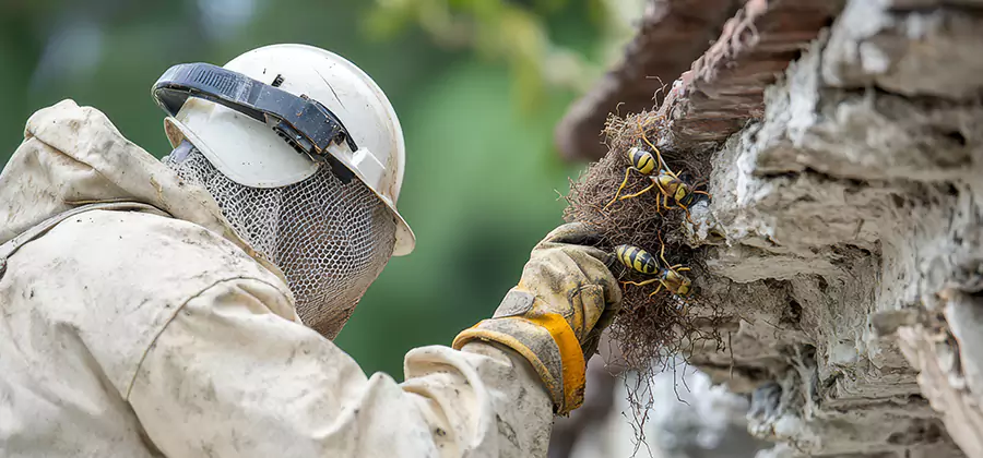 Bee and Wasp Hornet Removal in West Bloomfield