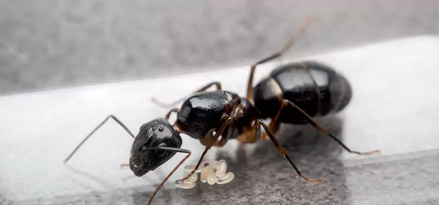 Black Ants in Kitchen Elimination in West Bloomfield