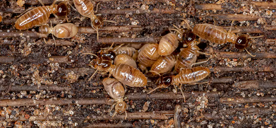 Bora Care Residential Termite Control in West Bloomfield