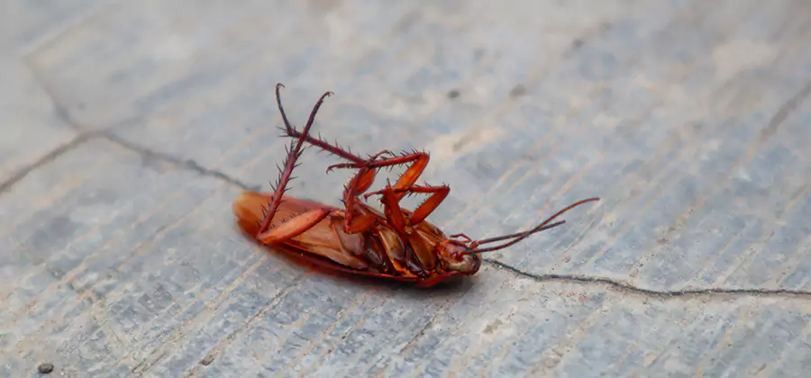 Cockroach Eradication for Commercial Properties in West Bloomfield