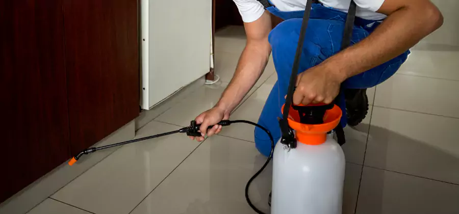 Palmetto Bug Exterminator in West Bloomfield