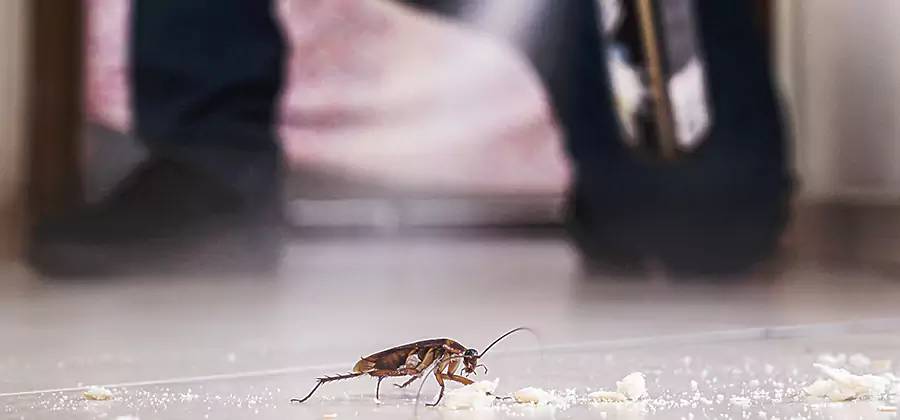 Roach House Treatment West Bloomfield