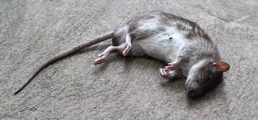 Dead Rat Disposal in West Bloomfield