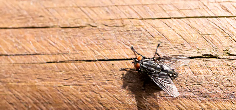 Flying Ant Barrier Treatment in West Bloomfield