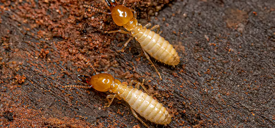 Structural Heat Termite Treatment in West Bloomfield