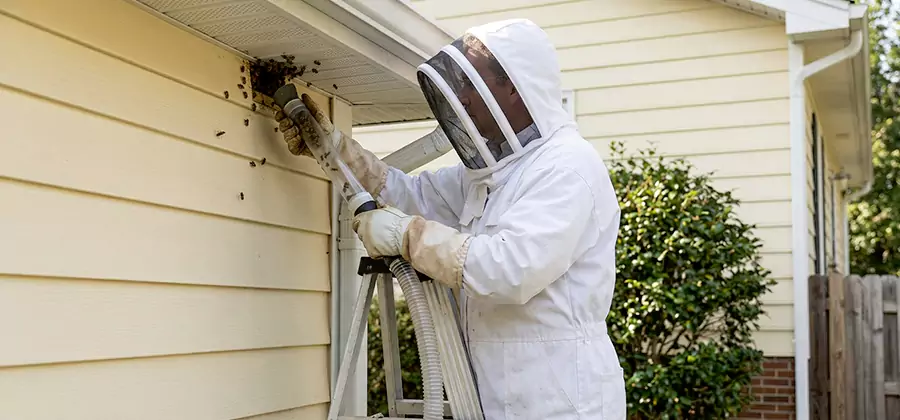 Wasp Nest in Wall Removal in West Bloomfield