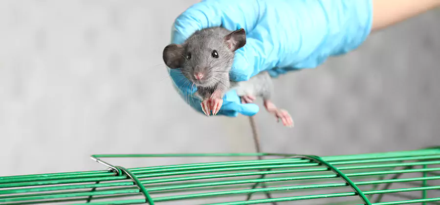 Humane Rat Trapping in West Bloomfield