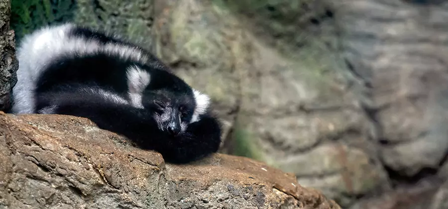 Humane Skunk Removal in West Bloomfield
