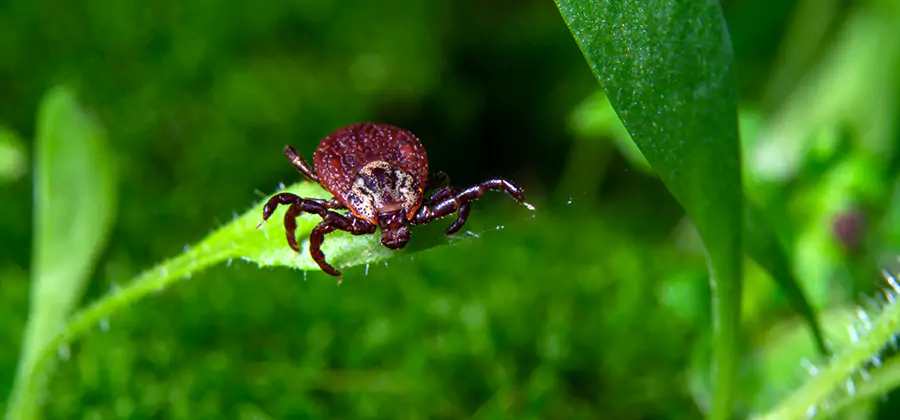 Tick Prevention for Yard in West Bloomfield