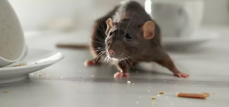 Rodent Feces Removal in West Bloomfield