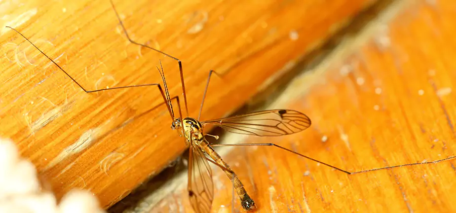 Exterior Mosquito Control in West Bloomfield