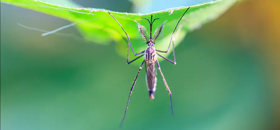 Pest and Mosquito Control for Yard and Patio in West Bloomfield