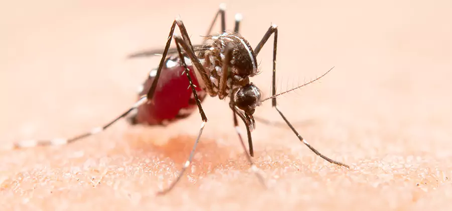Pond Mosquito Control and Water Treatment in West Bloomfield