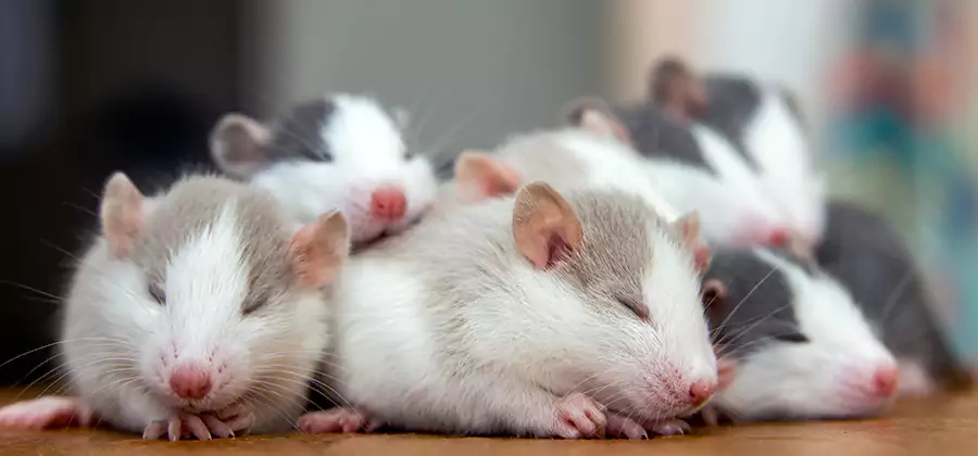 West Bloomfield Pet Safe Mice Control