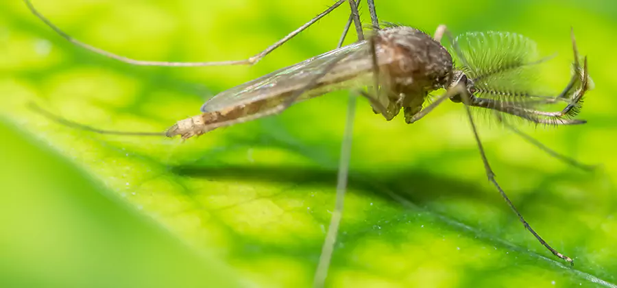 Herbal Mosquito Repellent Treatment in West Bloomfield