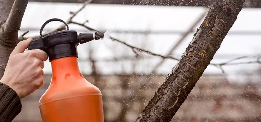 Orange Oil Structural Cavity Treatment in West Bloomfield