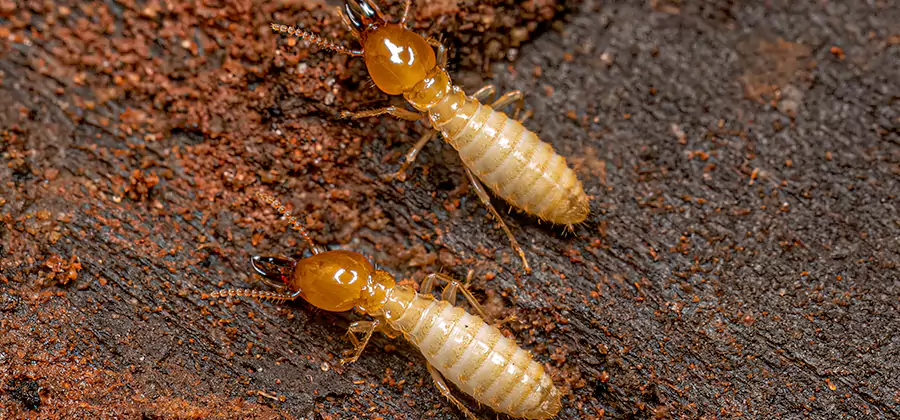 Natural Ant Hill Killer Treatment in West Bloomfield