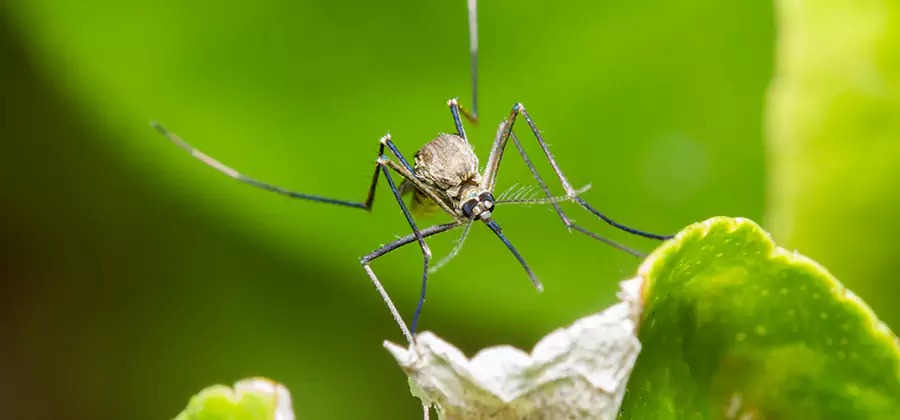 Natural Outdoor Mosquito Repellent in West Bloomfield