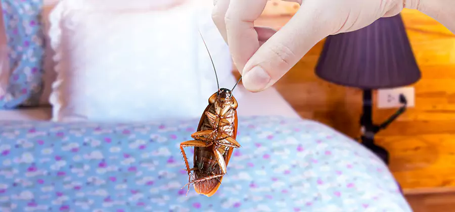 Bed Bug Inspection in West Bloomfield