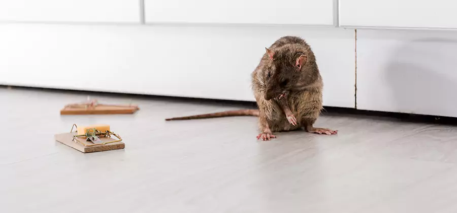 Rat Baiting Removal Service in West Bloomfield