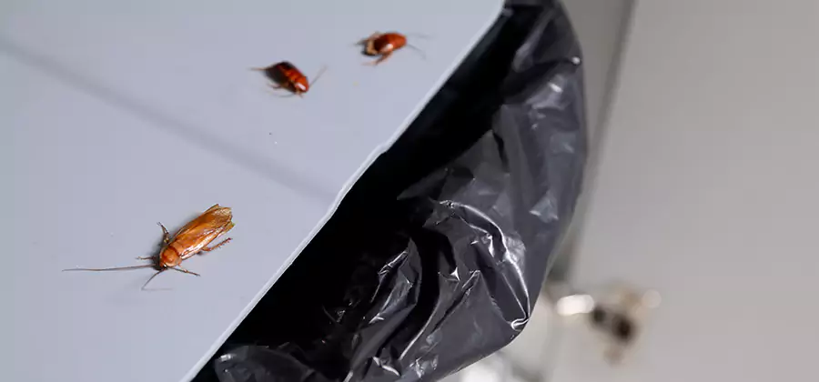 German Roach Pest Control in West Bloomfield
