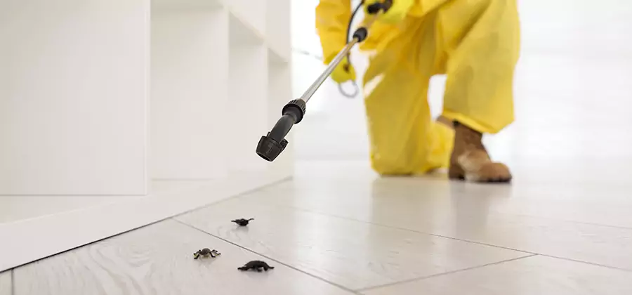 Roach and Bed Bug Exterminator in West Bloomfield