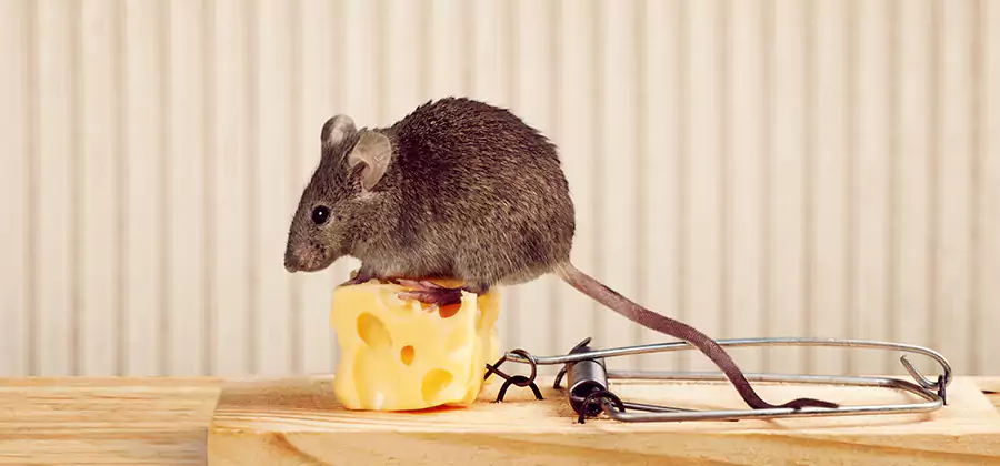 Commercial Rodent Exclusion Services in West Bloomfield